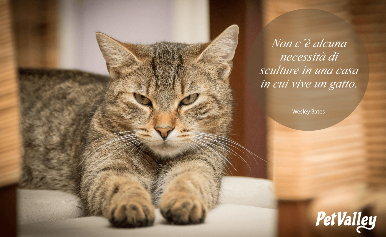 Non c'è alcuna necessità di sculture in una casa in cui vive un gatto.  (Wesley Bates) - PetValley