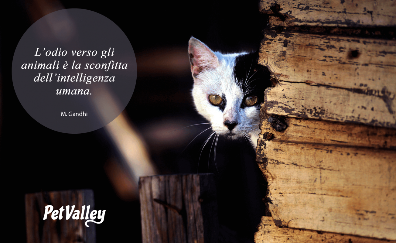 L'odio verso gli animali è la sconfitta dell'intelligenza umana. (M.  Gandhi) - PetValley