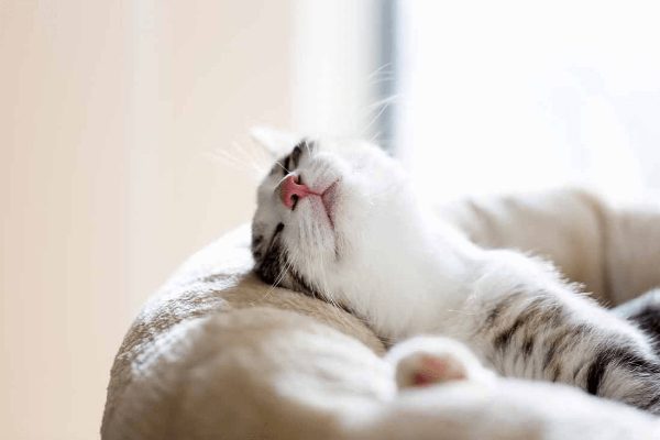 7 abitudini di sonno del tuo Gatto