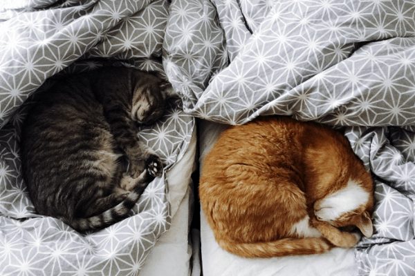 7 abitudini di sonno del tuo Gatto